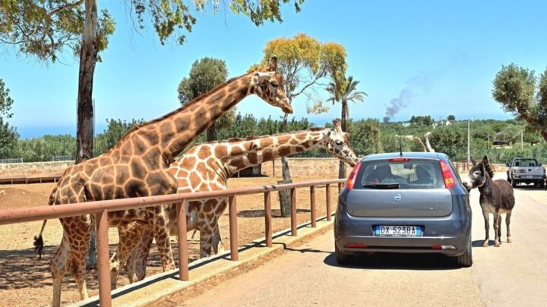 Avventura allo Zoo Safari e Visita di Ostuni in Mini Van