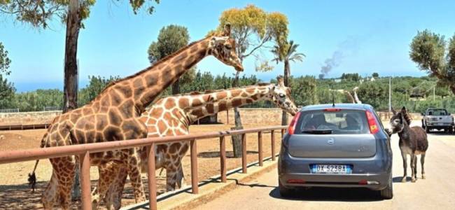 Avventura allo Zoo Safari e Visita di Ostuni in Mini Van