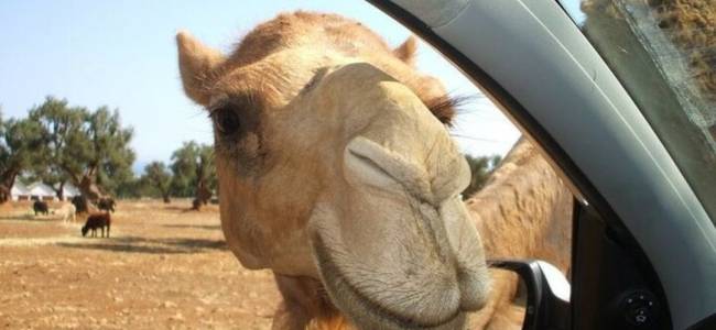 Avventura allo Zoo Safari e Visita di Ostuni in Mini Van